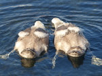 FZ006770 Swanling feeding (Cygnus olor).jpg
